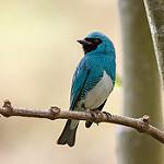 Swallow Tanager / Tersina viridis