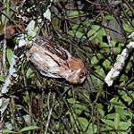 Гигантская совка / Otus gurneyi