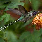 Peruvian Sheartail / Thaumastura cora