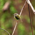 Ушастая аруна / Myiornis auricularis