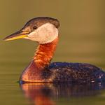 Серощёкая поганка / Podiceps grisegena