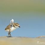 Красношапочный зуёк / Anarhynchus ruficapillus