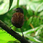 Black-crowned Antpitta / Pittasoma michleri