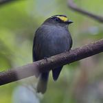 Golden-browed Chat-Tyrant / Silvicultrix pulchella