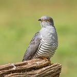 Кукушковые / Cuculidae фото