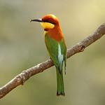 Chestnut-headed Bee-eater / Merops leschenaulti