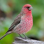 Streaked Rosefinch / Carpodacus rubicilloides