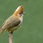 Белохохлая юхина / Yuhina bakeri