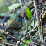 Grey-headed Antbird / Ampelornis griseiceps