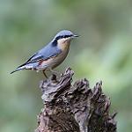 Chestnut-vented Nuthatch / Sitta nagaensis