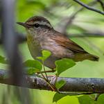 Asian Stubtail / Urosphena squameiceps