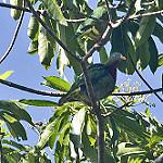 Красногрудый фруктовый голубь / Ptilinopus viridis