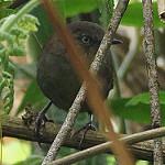 Sri Lanka Bush Warbler / Elaphrornis palliseri