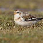 Пуночка / Plectrophenax nivalis