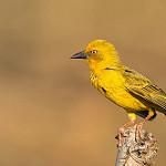 Капский ткач / Ploceus capensis