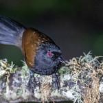Western Fire-eye / Pyriglena maura