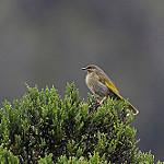 Золотощёкий медосос / Oreornis chrysogenys