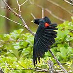 Красноспинный кассик / Cacicus haemorrhous