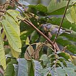 Желтощёкий бекард / Pachyramphus xanthogenys