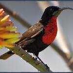 Рубиновогрудая нектарница / Chalcomitra senegalensis