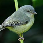 Горный виреон / Vireo osburni
