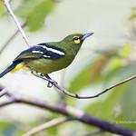 Green Iora / Aegithina viridissima