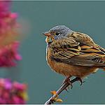 Красноклювая овсянка / Emberiza caesia