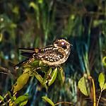 Пятнистохвостый козодой / Hydropsalis maculicaudus