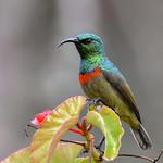 Usambara Double-collared Sunbird / Cinnyris usambaricus