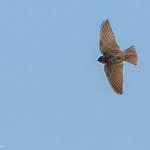 Andean Swallow / Orochelidon andecola