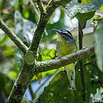 Yellow-breasted Antwren / Herpsilochmus axillaris