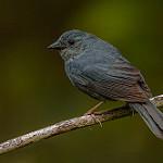 Одноцветный овсяночник / Haplospiza unicolor