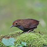 Taiwan Cupwing / Pnoepyga formosana