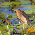 Black-backed Bittern / Botaurus dubius