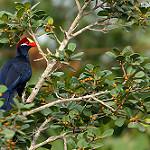 Violet Turaco / Tauraco violaceus