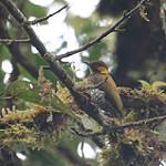 Lita Woodpecker / Piculus litae