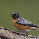 Spot-winged Starling / Saroglossa spilopterus