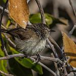 Dusky Gerygone / Gerygone tenebrosa