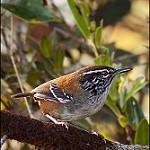 Bar-winged Wood Wren / Henicorhina leucoptera