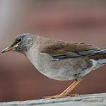 Pale Thrush / Turdus pallidus