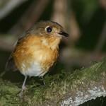 Ржавогрудая питтуля / Grallaricula ferrugineipectus