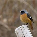Daurian Redstart / Phoenicurus auroreus
