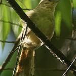 Одноцветный эспинеро / Phacellodomus inornatus
