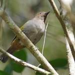 Целебесские толстоголовки / Hylocitreidae фото