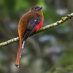 Red-headed Trogon / Harpactes erythrocephalus