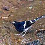 Борнейская вилохвостка / Enicurus borneensis