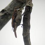 Тонкоклювый долотоклюв / Xenops tenuirostris