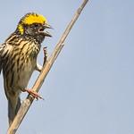 Streaked Weaver / Ploceus manyar
