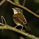 Рыжекрылый плоскоклюв / Platyrinchus leucoryphus