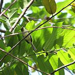 Olive-green Tyrannulet / Phylloscartes virescens